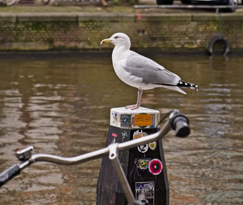 Zilvermeeuw aan de Keizersgracht