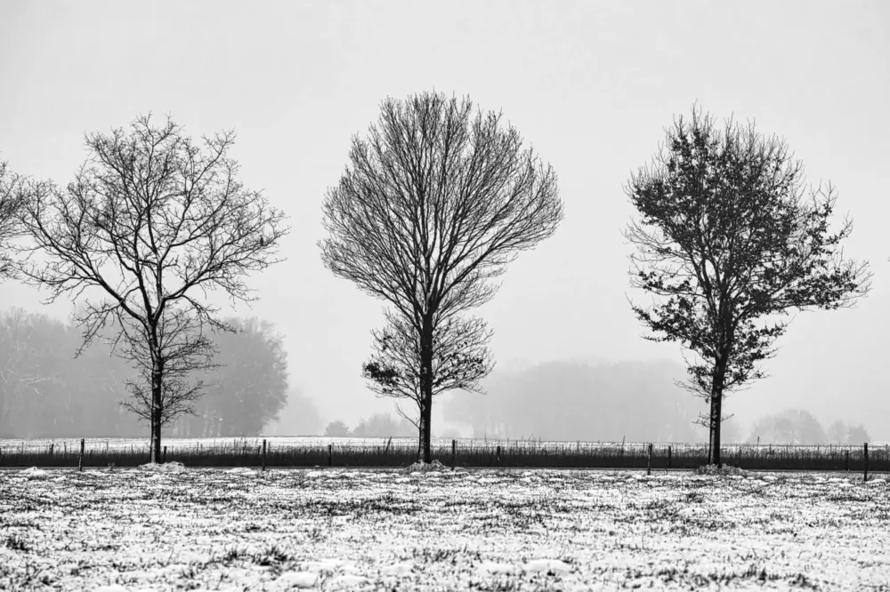 Winterbomen aan Renneborgweg