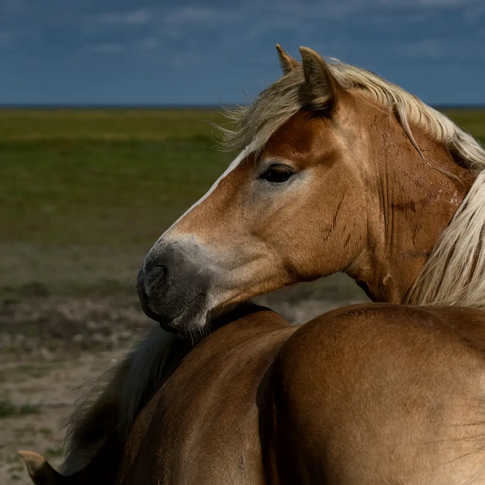 Twee paarden aan het wad