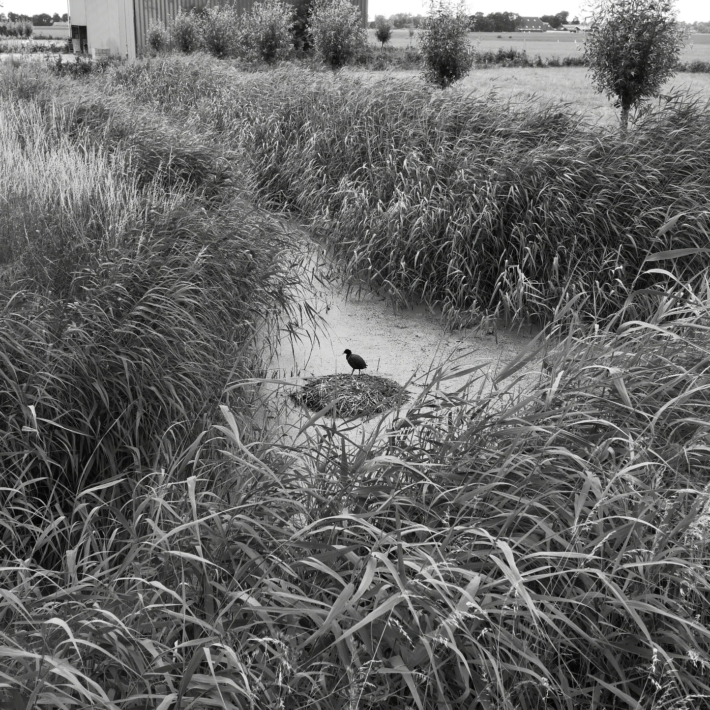 Meerkoet op groot nest aan de Hogeweg