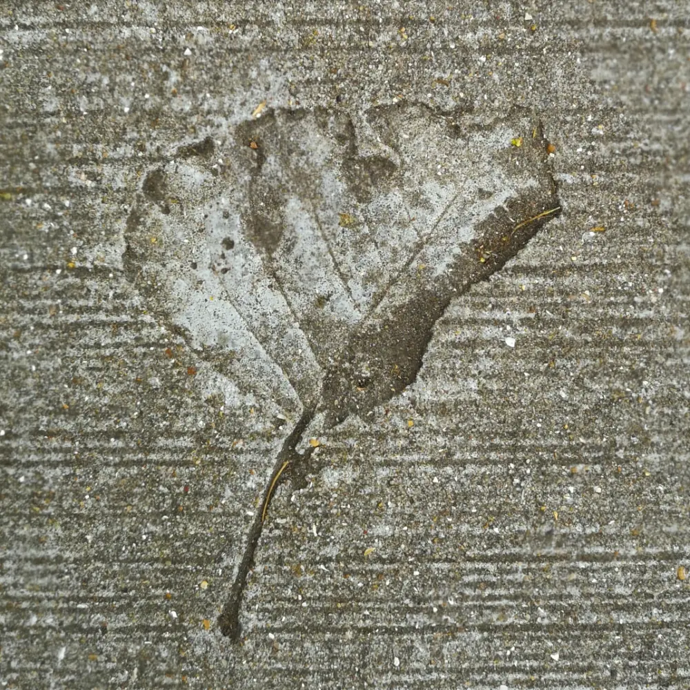Blad in beton fietspad Zuidhorn-Aduard